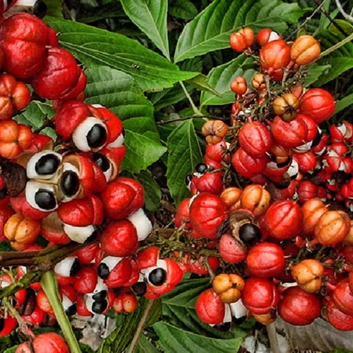 Guaraná em pó